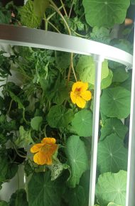 Pianta rigogliosa con due fiori gialli