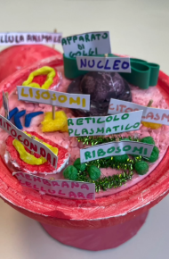 Modello in polistirolo colorato di cellula, in cui gli organelli sono etichettati.