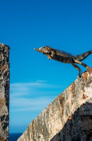Un rettile si cimenta in un salto da un muro all'altro